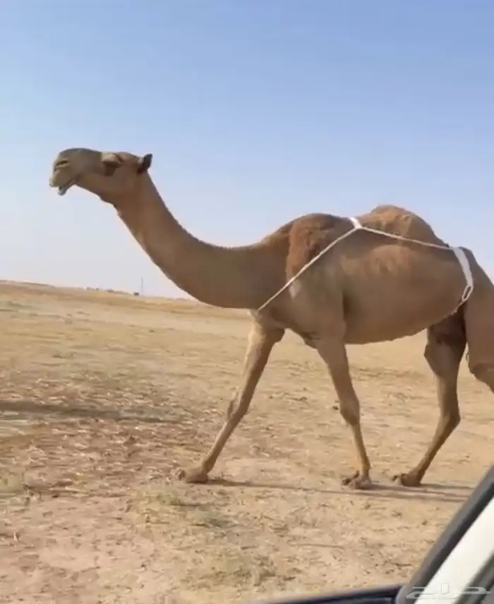 العشرا ام البكره الكفو 2