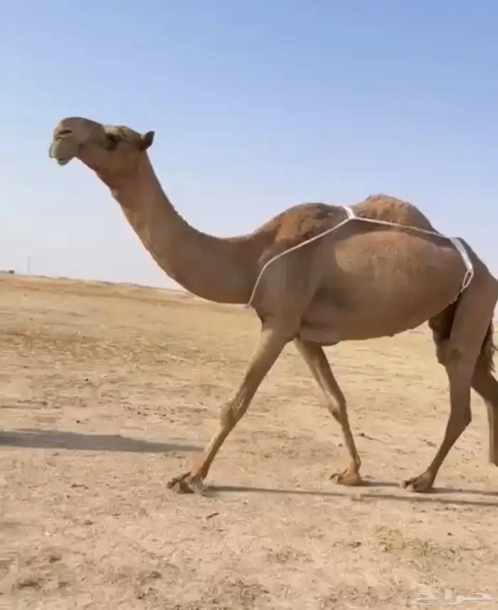 العشرا ام البكره الكفو 1