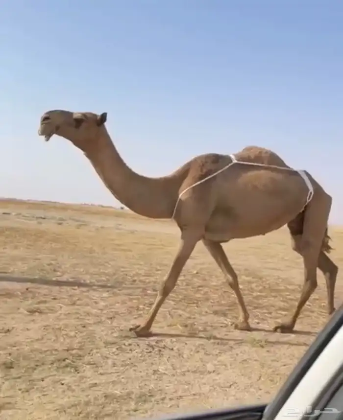 العشرا ام البكره الكفو 0