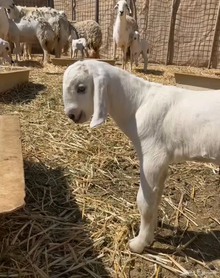 تيس بيشي صنف 3