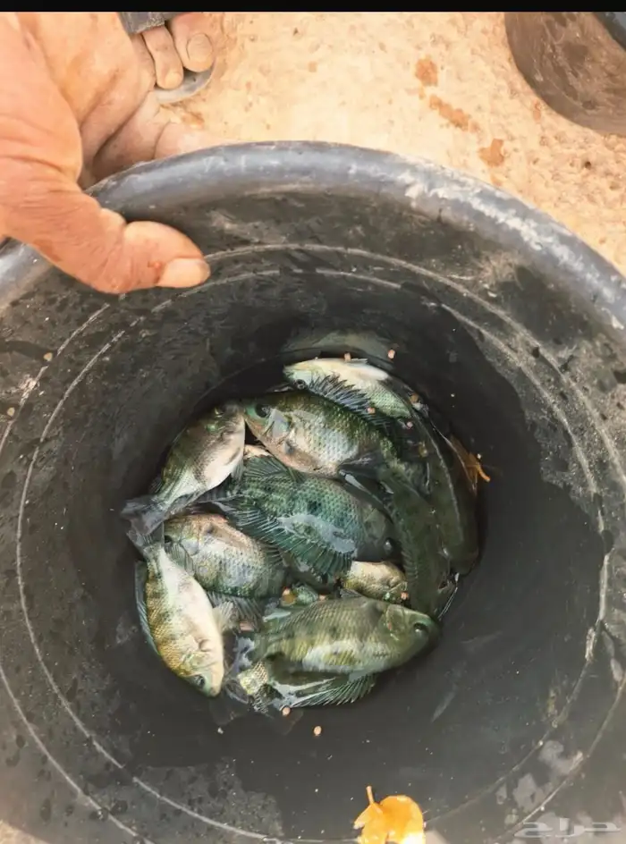 سمك بلطي للبيع 0