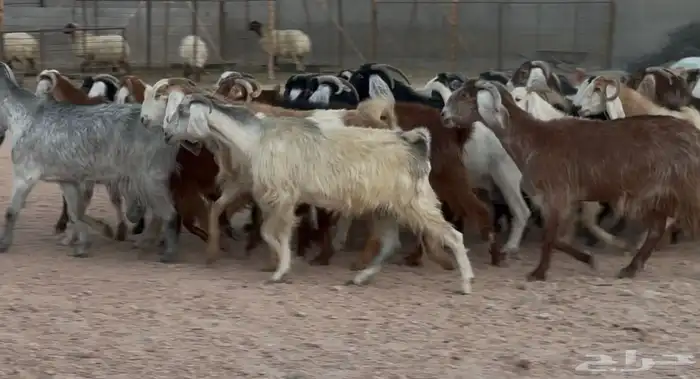 معزا مشاريك مراح ربد وملاوين العدد 28 البيع 890 5
