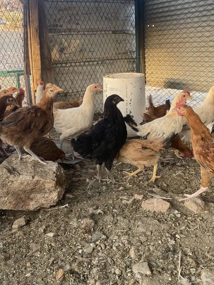 دجاج بشاير على وشك الانتاج 9