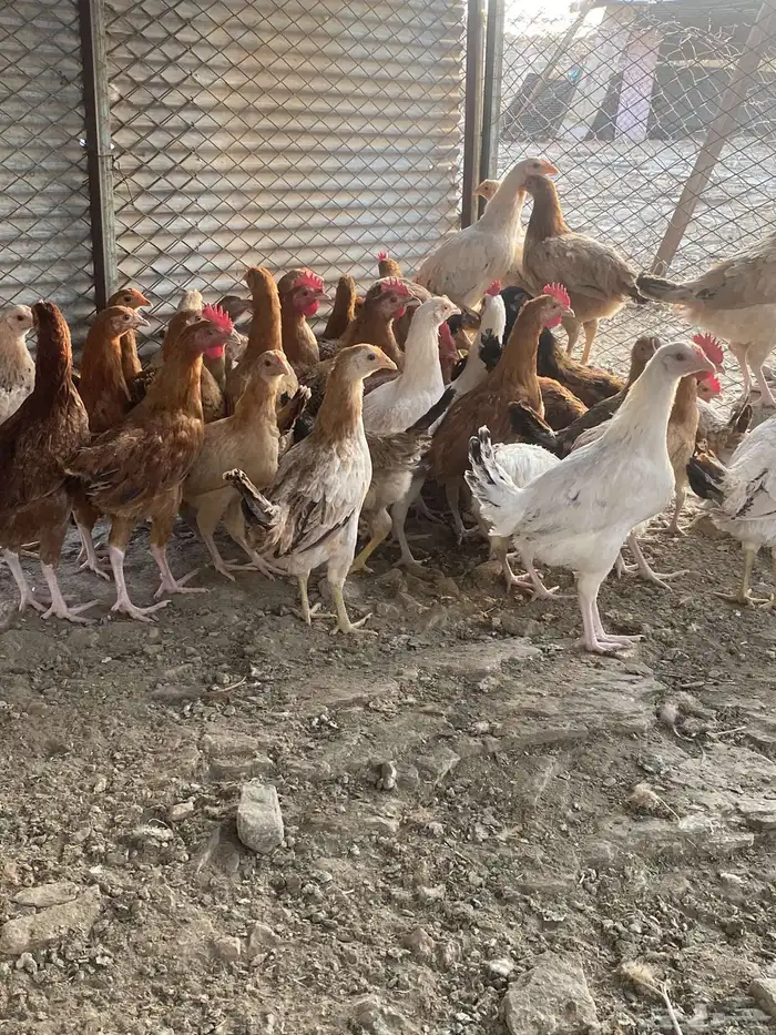 دجاج بشاير على وشك الانتاج 2