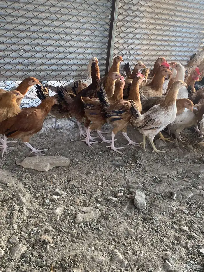 دجاج بشاير على وشك الانتاج 3
