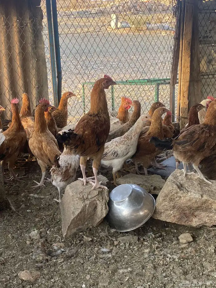 دجاج بشاير على وشك الانتاج 14
