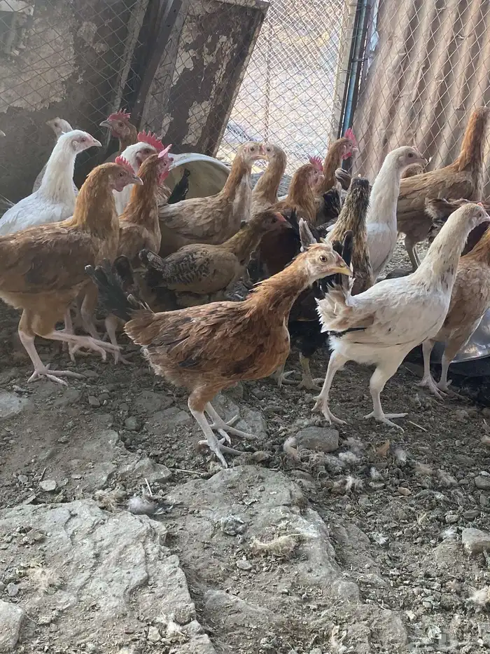 دجاج بشاير على وشك الانتاج 7
