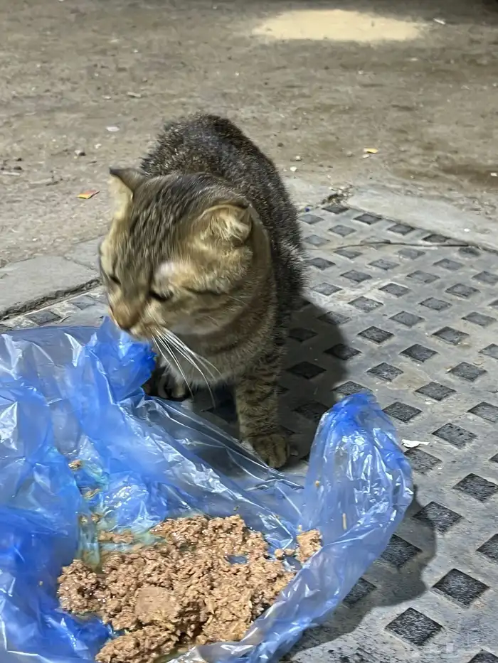 قطه بيت 1