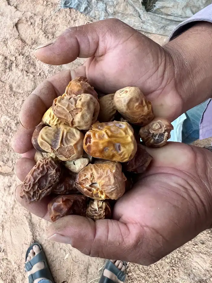 تمر علف 3