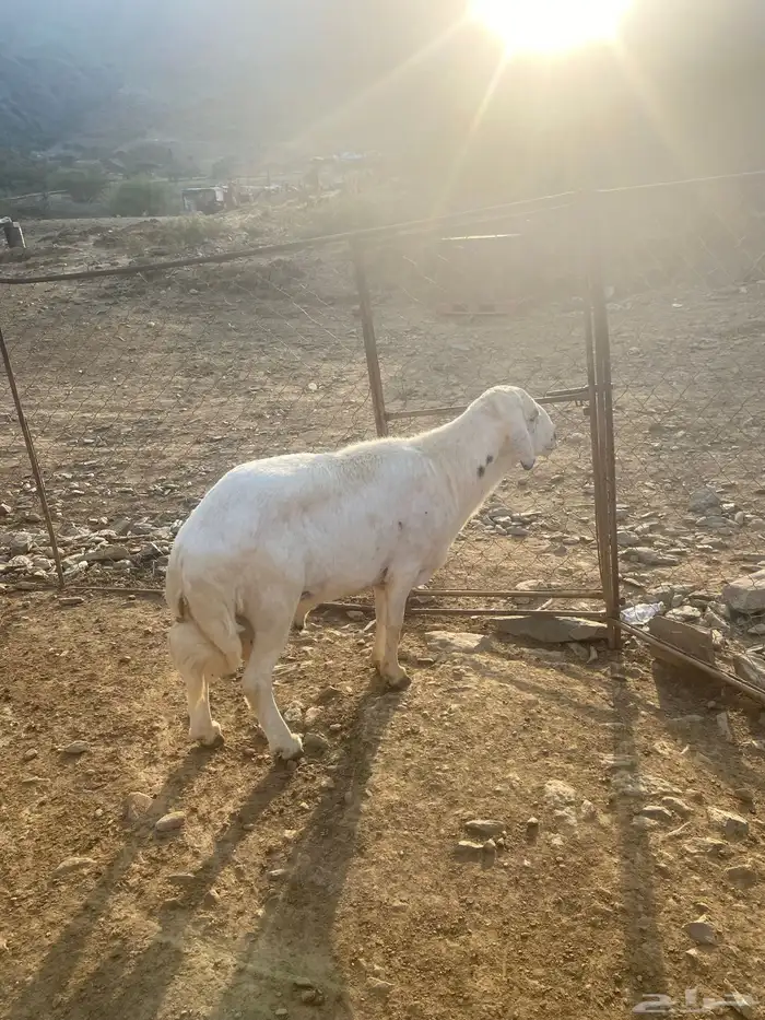 للبيع خروف فحل شرط من جميع العيوب الحمدلله أسن جامع 2
