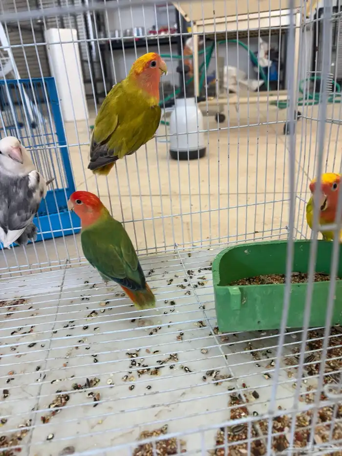 للبيع جمله وتفريد كروان روزات احجام سوبر محليه كلها 4