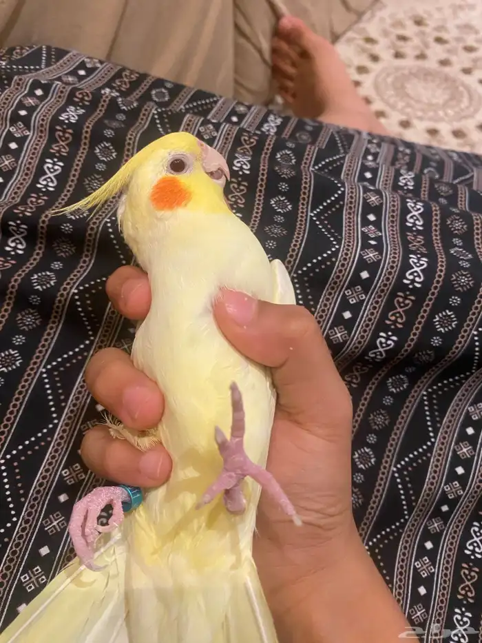 انثه كروان منجه أليفه شرط تم البيع 0