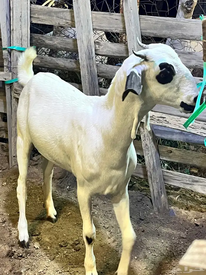 جفره كحلا صنف 6