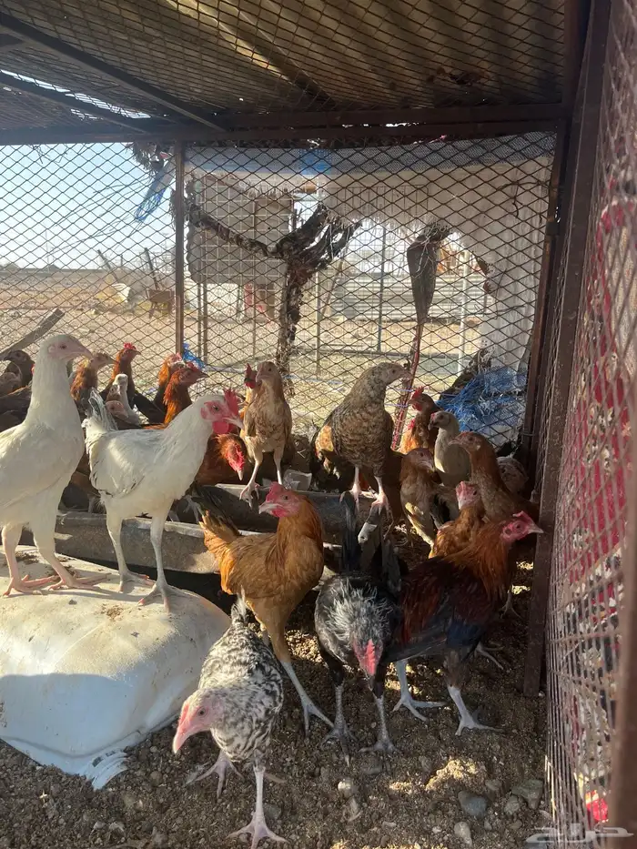 دجاج كبار كفو 3