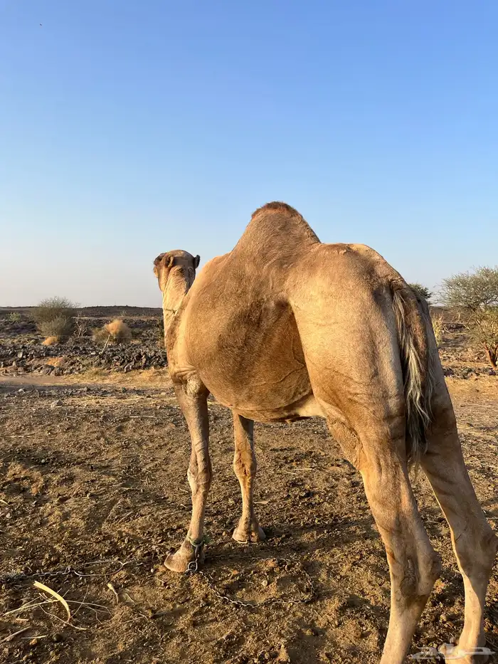 للبيع جمل طيب ومشروط 2