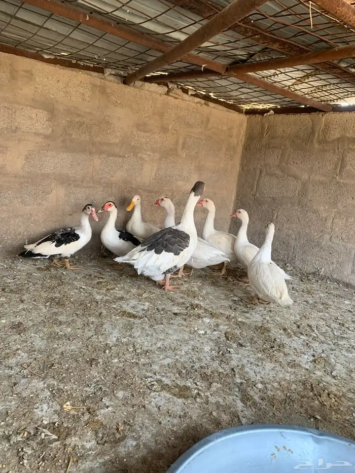 بط سوداني العدد 7 0