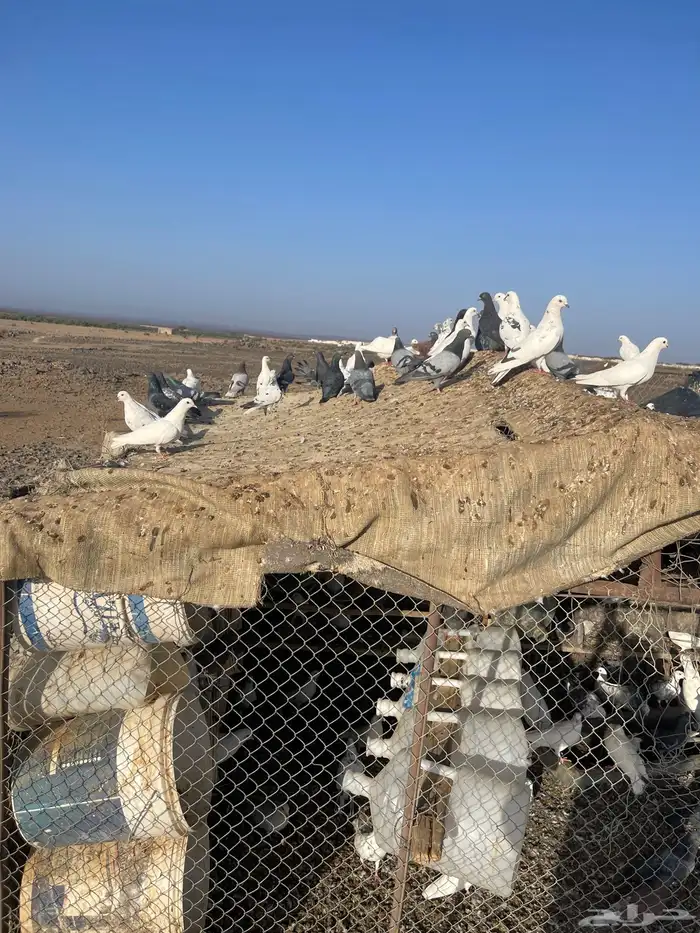 حمام مشكل اغلبه فرنسي سوبر جامبو 1