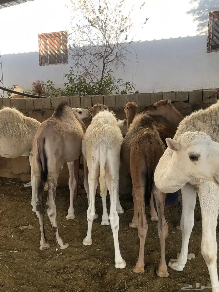 حشوان مناسبات العمر من 5 الى 6 شهور 7
