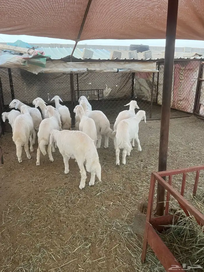 بهم أعمار 4 شهور 3