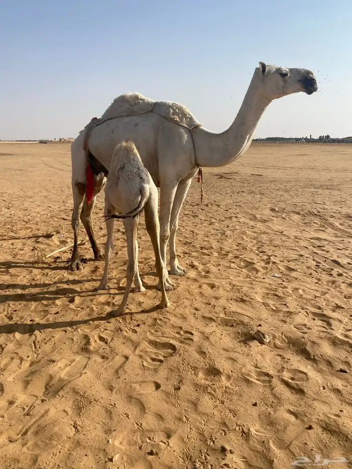 عشراء وضحى 2