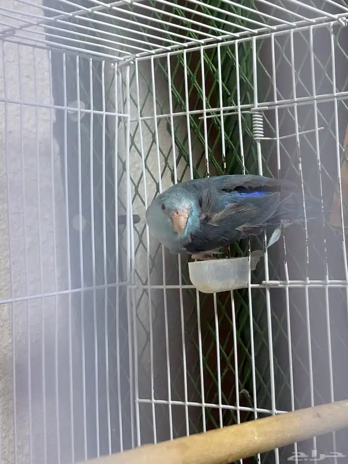 زوج ميني روز بارتوليت 3