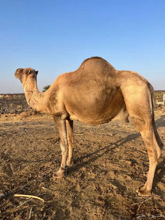 للبيع جمل طيب ومشروط 1