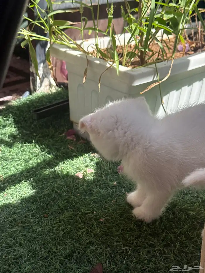 قطط اسكوتش صغيرة للبيع 4