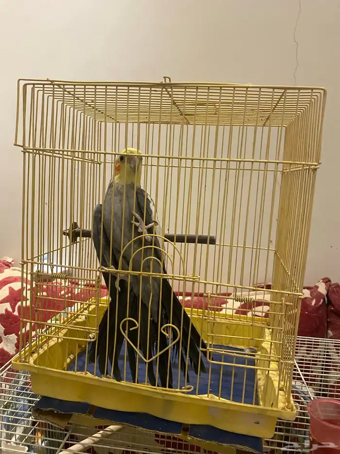 كروان اليف 2