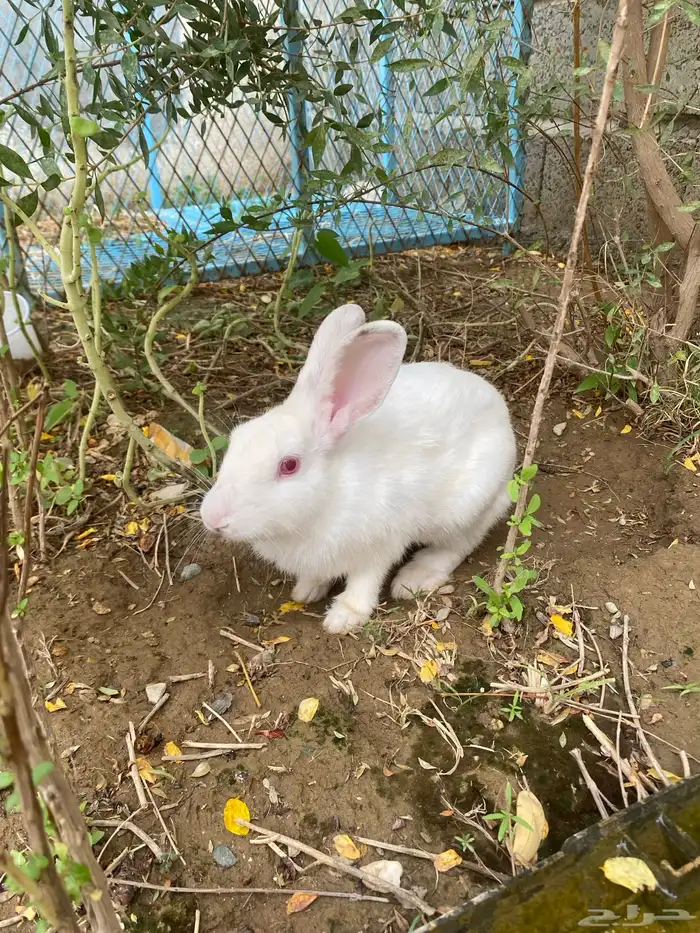 ارنب للبيع بارق مجارده 0