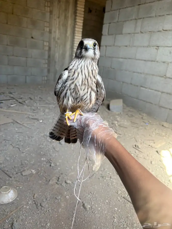 شيوط للبيع 0