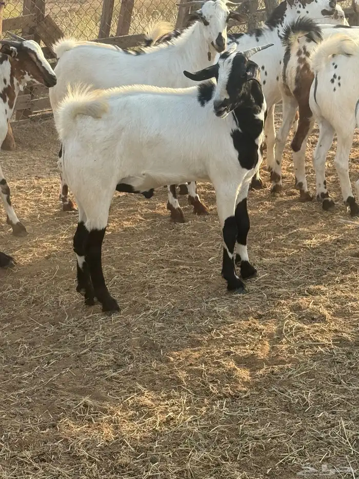 تيوس مرباه للبيع 5