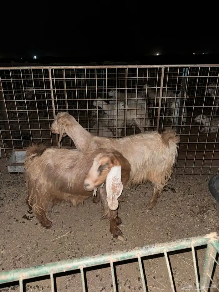 ماعز حليب معها خرفان 0