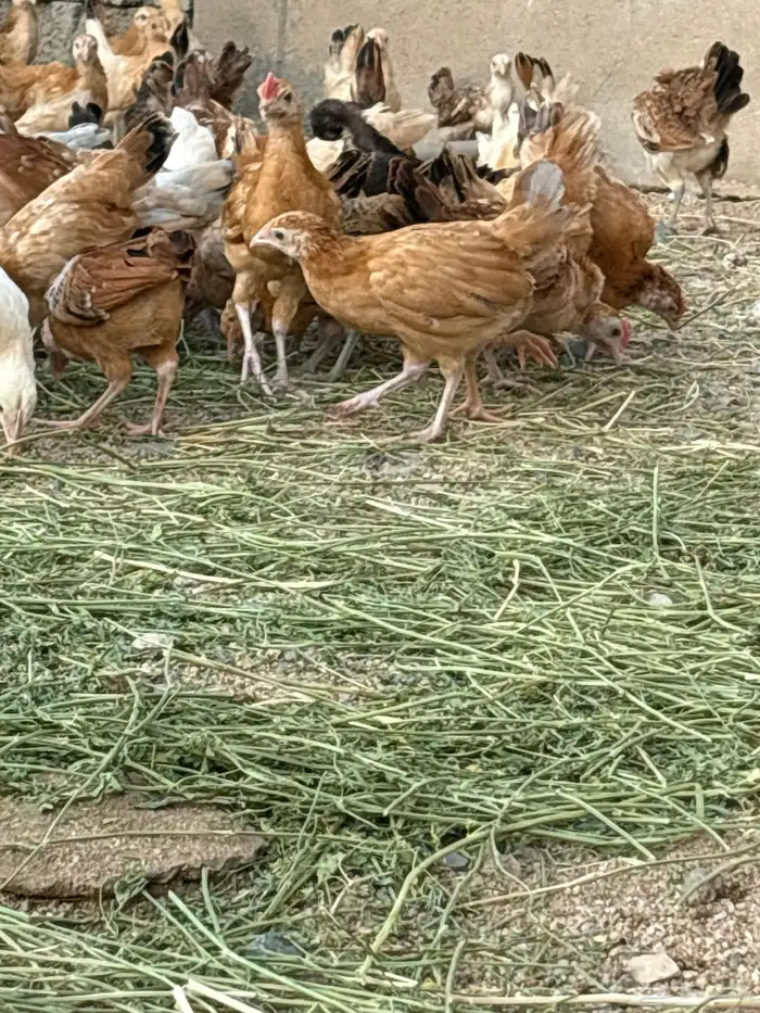 فروخ دجاج 4