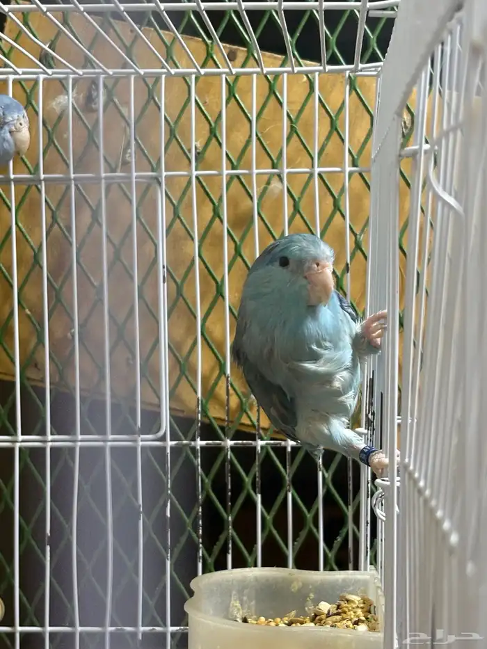 زوج ميني روز بارتوليت 4