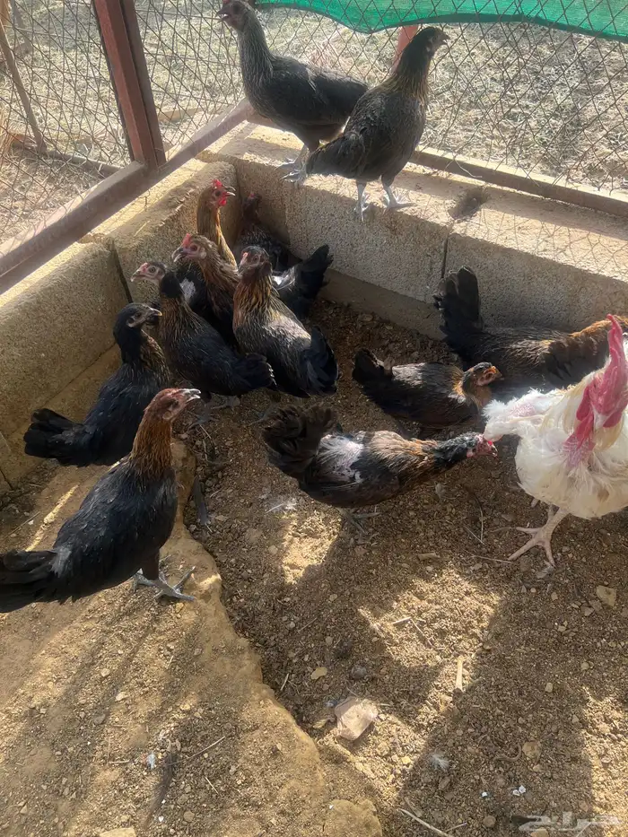 دجاج بلدي 4