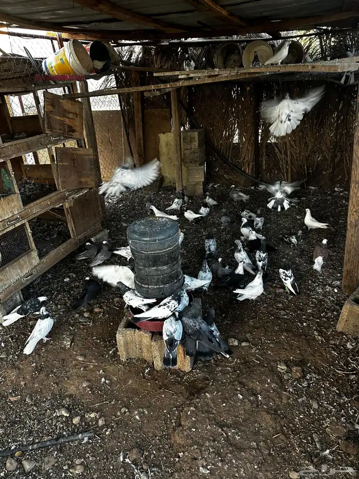 عشه حمام باكستاني للبيع فواخر الباكستاني 5