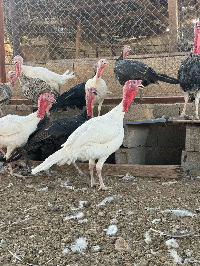دجاج رومي وديوك 4