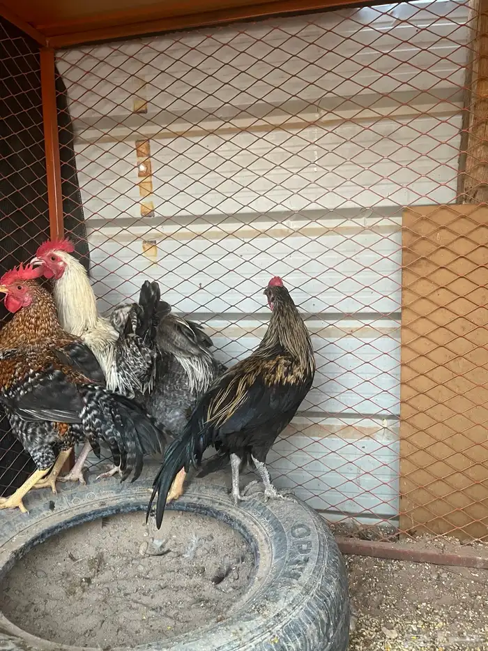 للبيع العدد 4 2