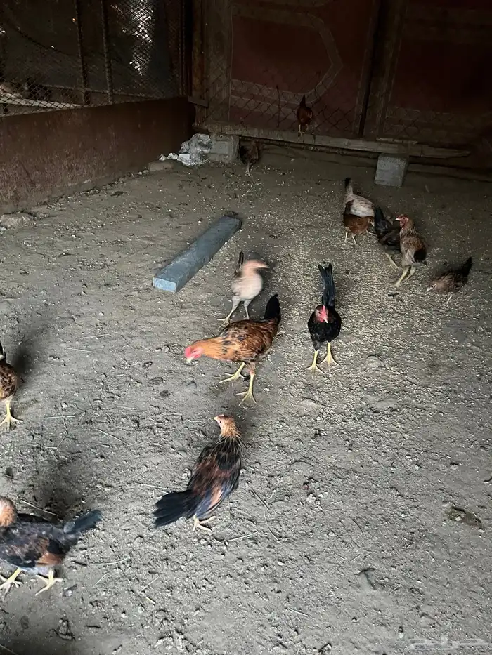 دجاج ل البيع 0
