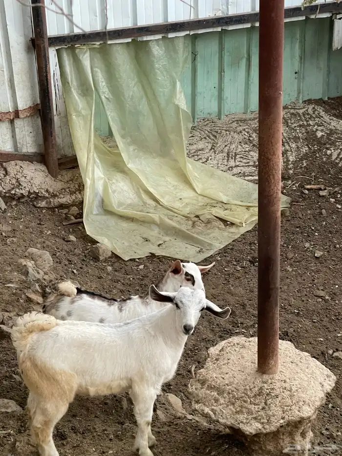 اثنين تيوس للبيع زبده باقي يرضعون انباعت 1
