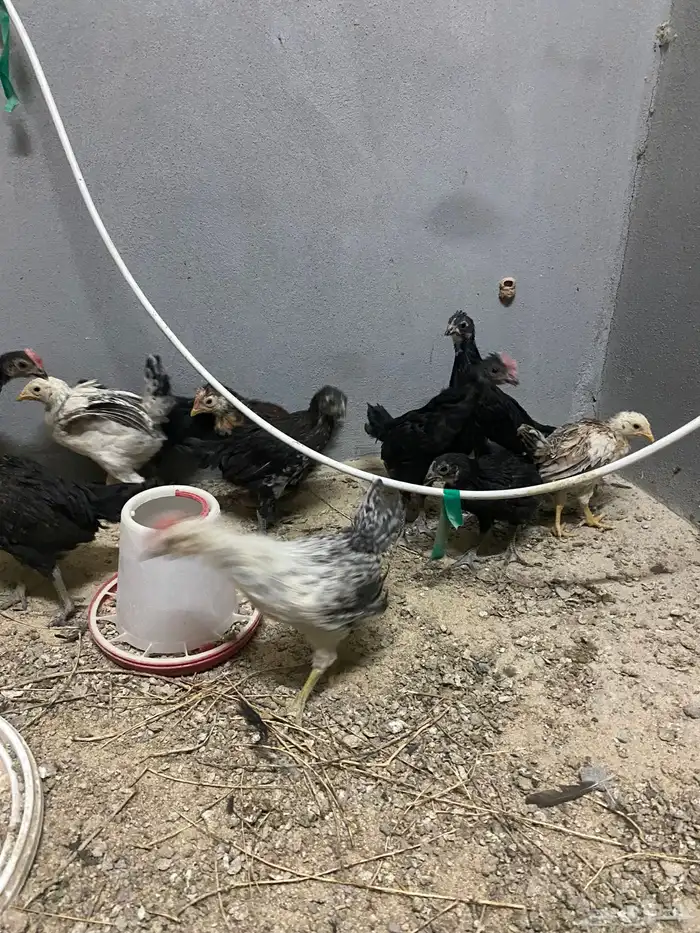 فروخ بلدي صحه عاليه 9