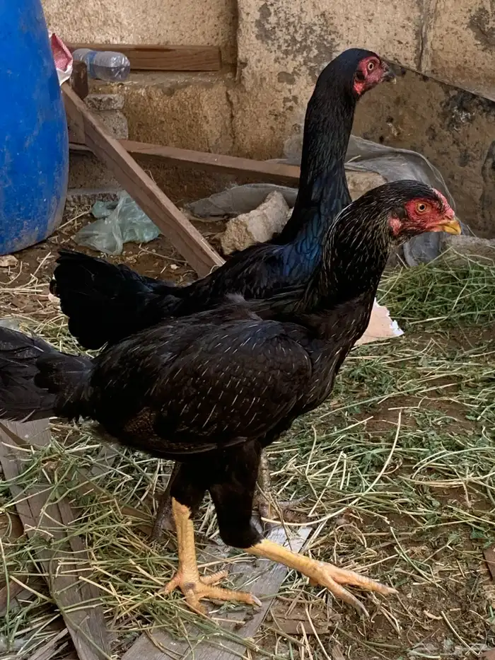 دجاج شامبو للبيع 2