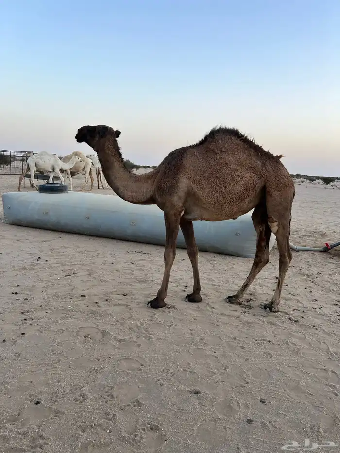 بكره كفو 1