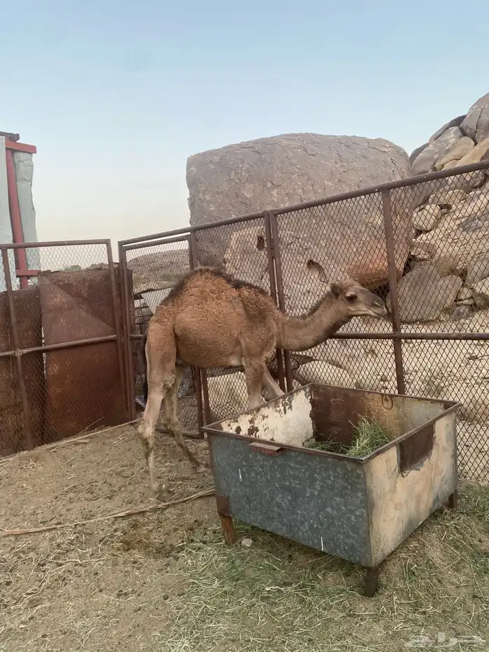 قعود للبيع 0