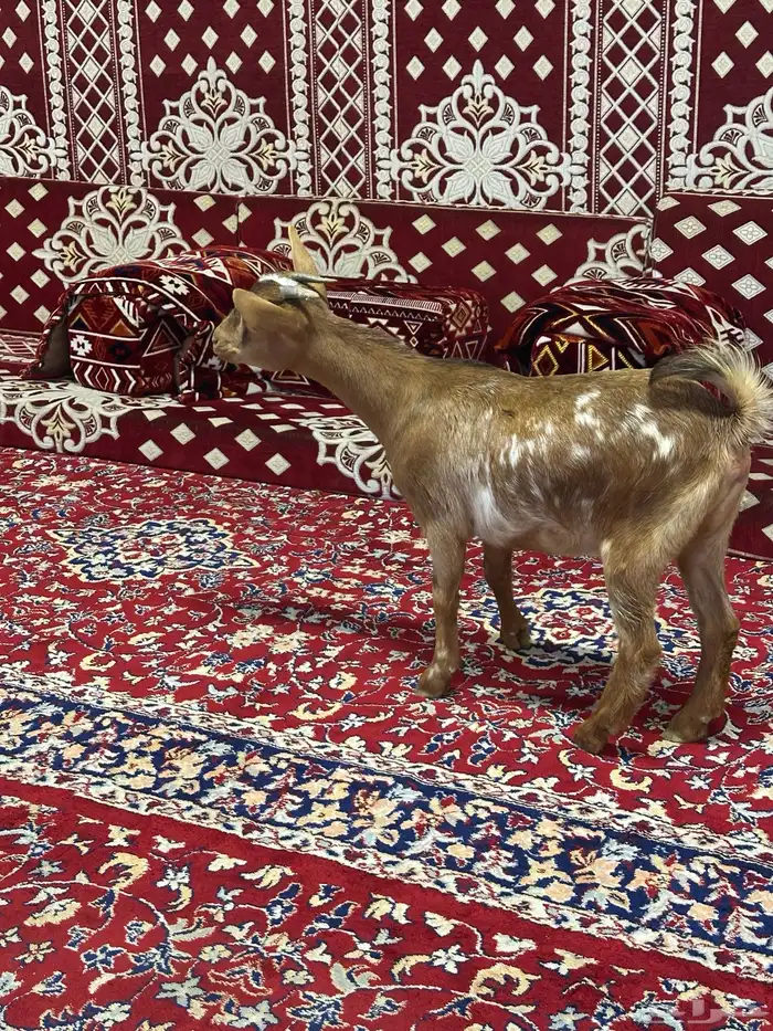 جفره ماعز قزم للبيع 1