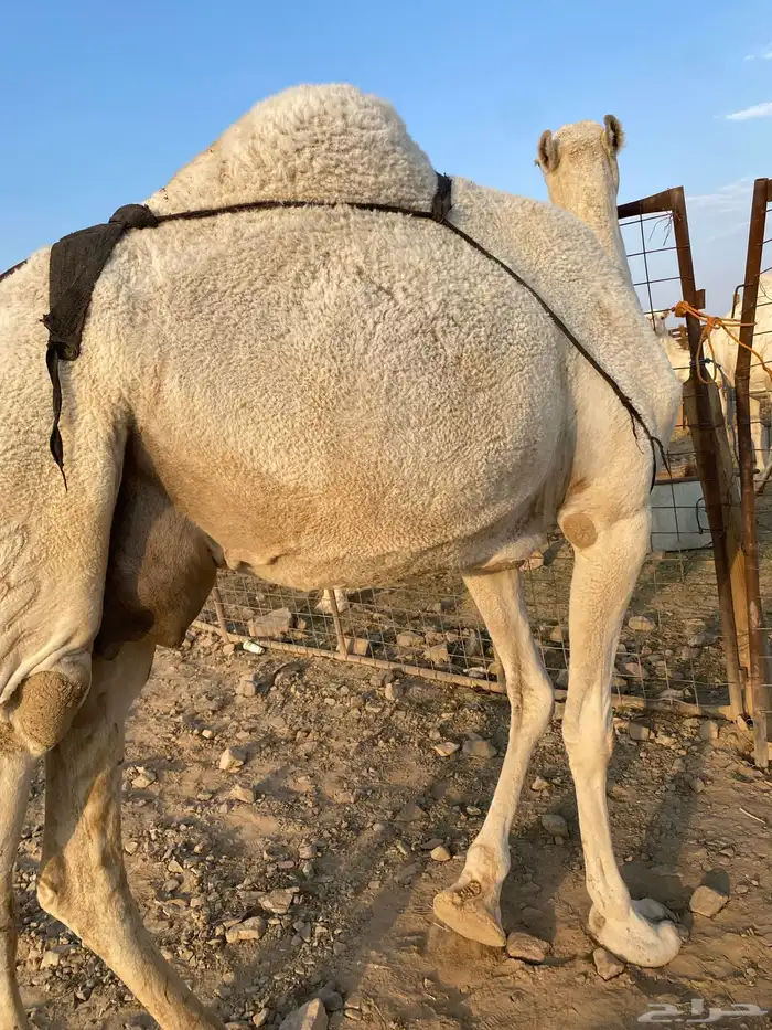 خلفه وضحا ناقة كفو ناقة انتاج ومنيحه طيبه الحد10500تمم البيع 3