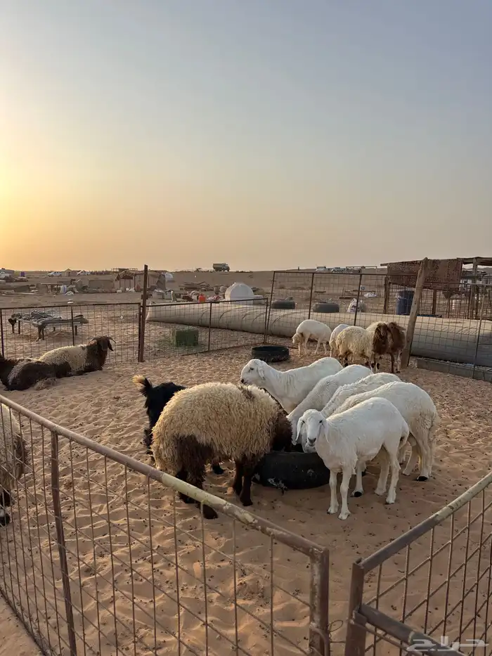 ذبائح تابي وتمارا ويوجد صلخ وتوصيل ( بريدة) 6