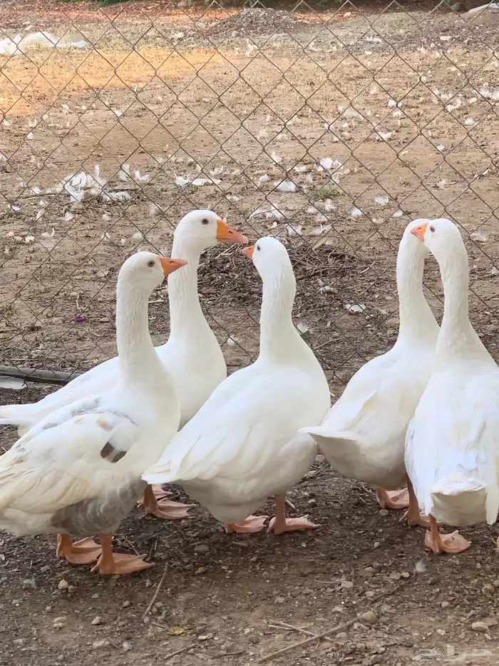 وزبادي وبط بلدي 3