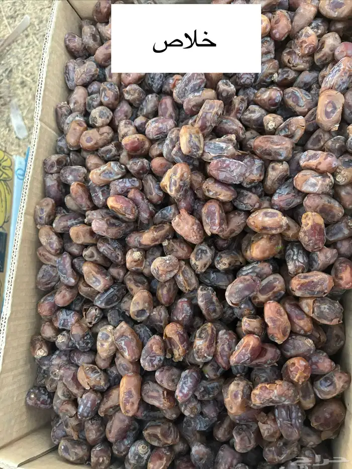 تمر خلاص و شيشي 2