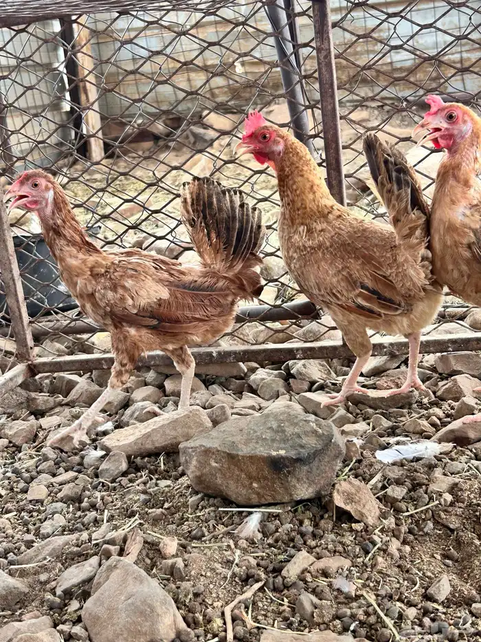 دجاج 2